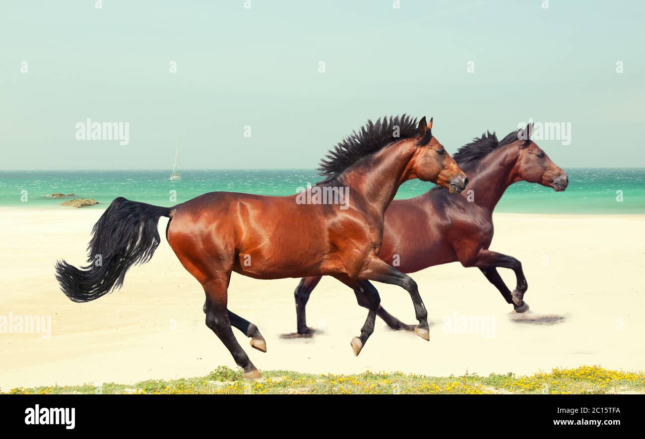 cavalli di razza galoppo alla spiaggia di mare Foto Stock