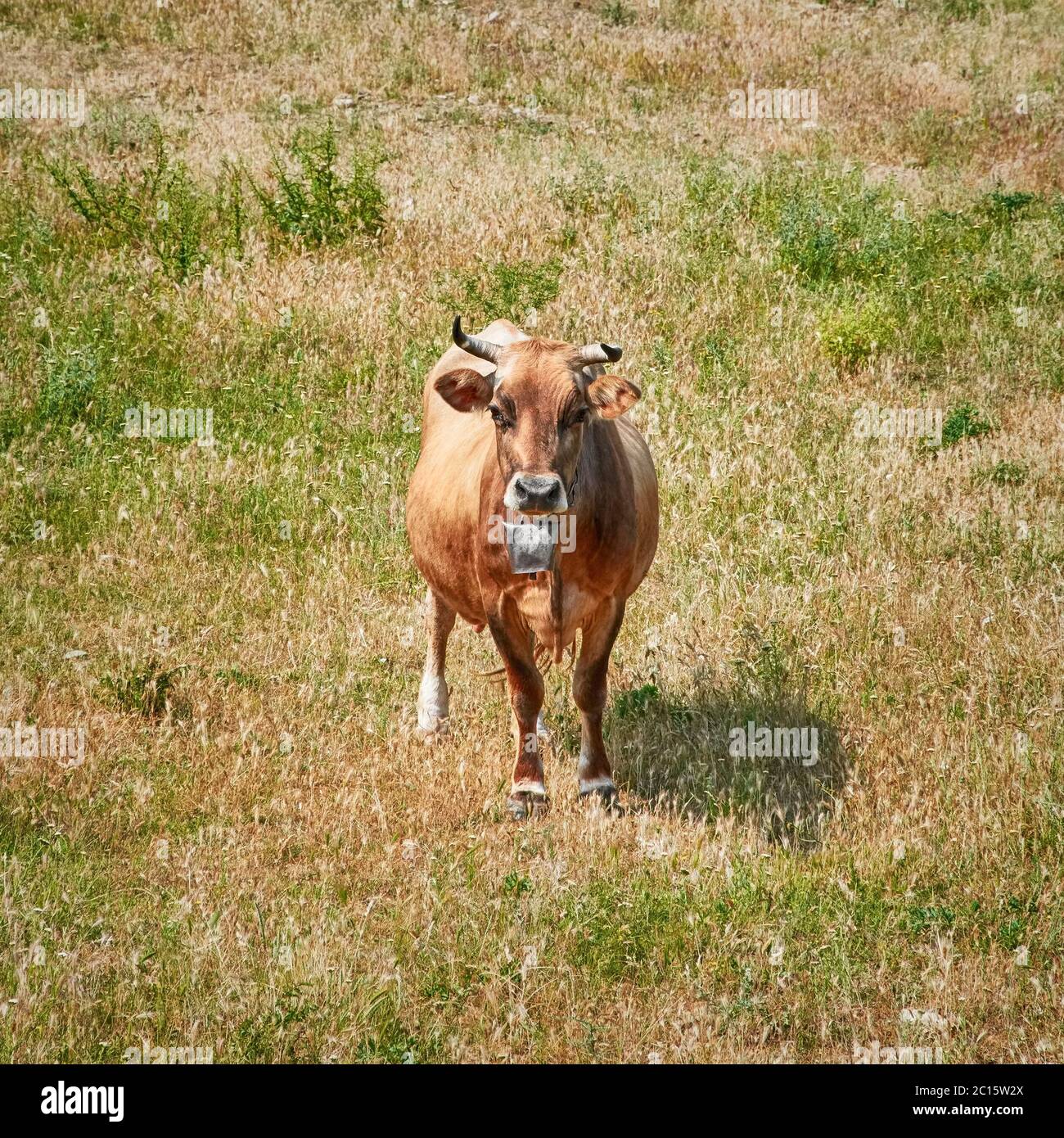 Mucca sul pascolo Foto Stock
