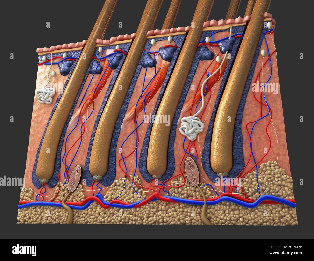 Parte di pelle con una sezione trasversale della pelle umana con il follicolo pilifero o radici di rosso e di blu vasi sanguigni, illustrazione della funzione anatomica Foto Stock