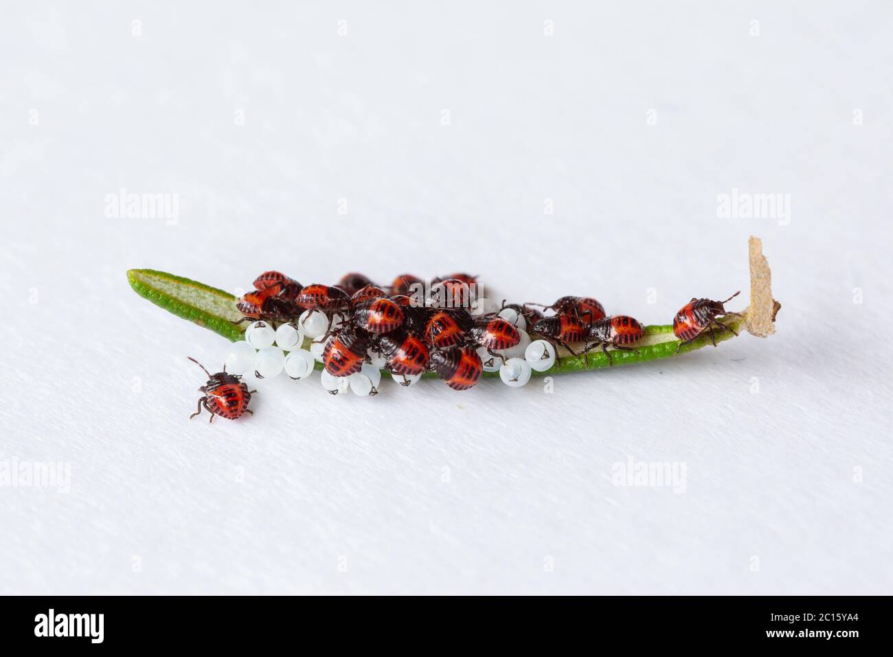 Cova uova e bedbugs neonati (arancio, rosso) (Halyomorfa halys) su una foglia di rosmarino. Insetto nativo asiatico orientale. Foto Stock