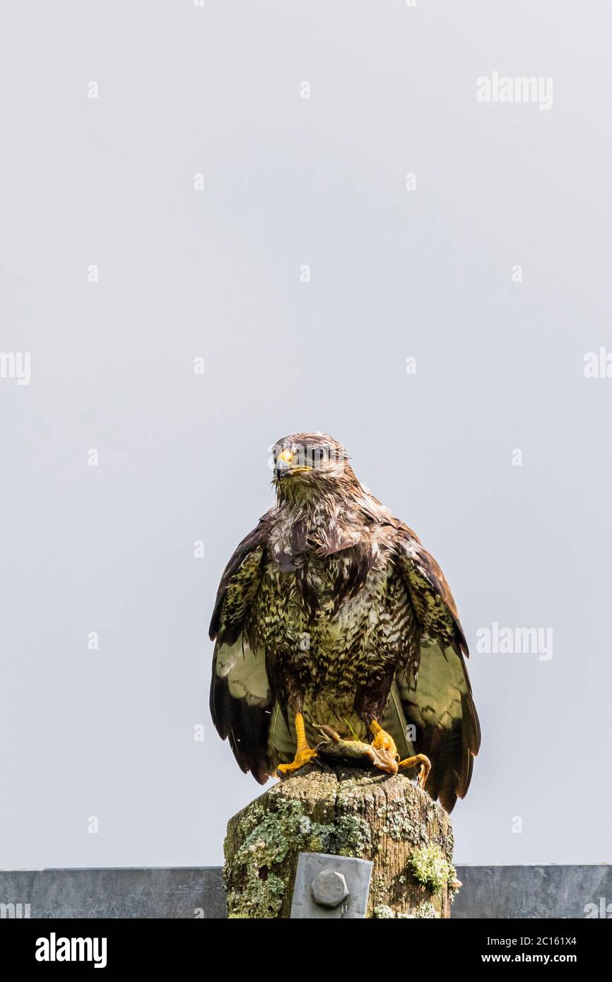 Buzzard (Buteo buteo) nel Galles centrale durante la primavera. Ha catturato e sta mangiando una rana comune. Foto Stock