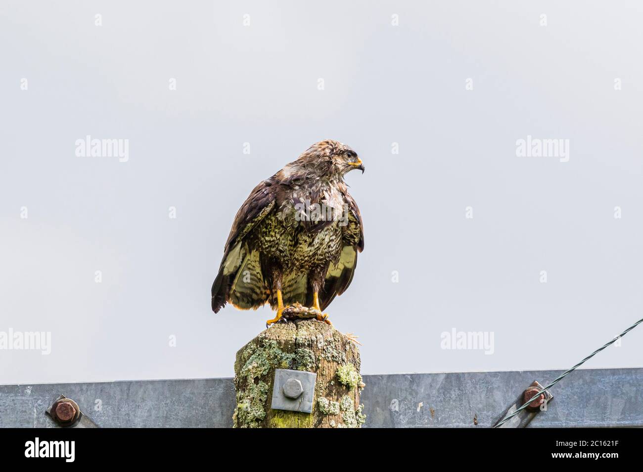 Buzzard (Buteo buteo) nel Galles centrale durante la primavera. Ha catturato e sta mangiando una rana comune. Foto Stock