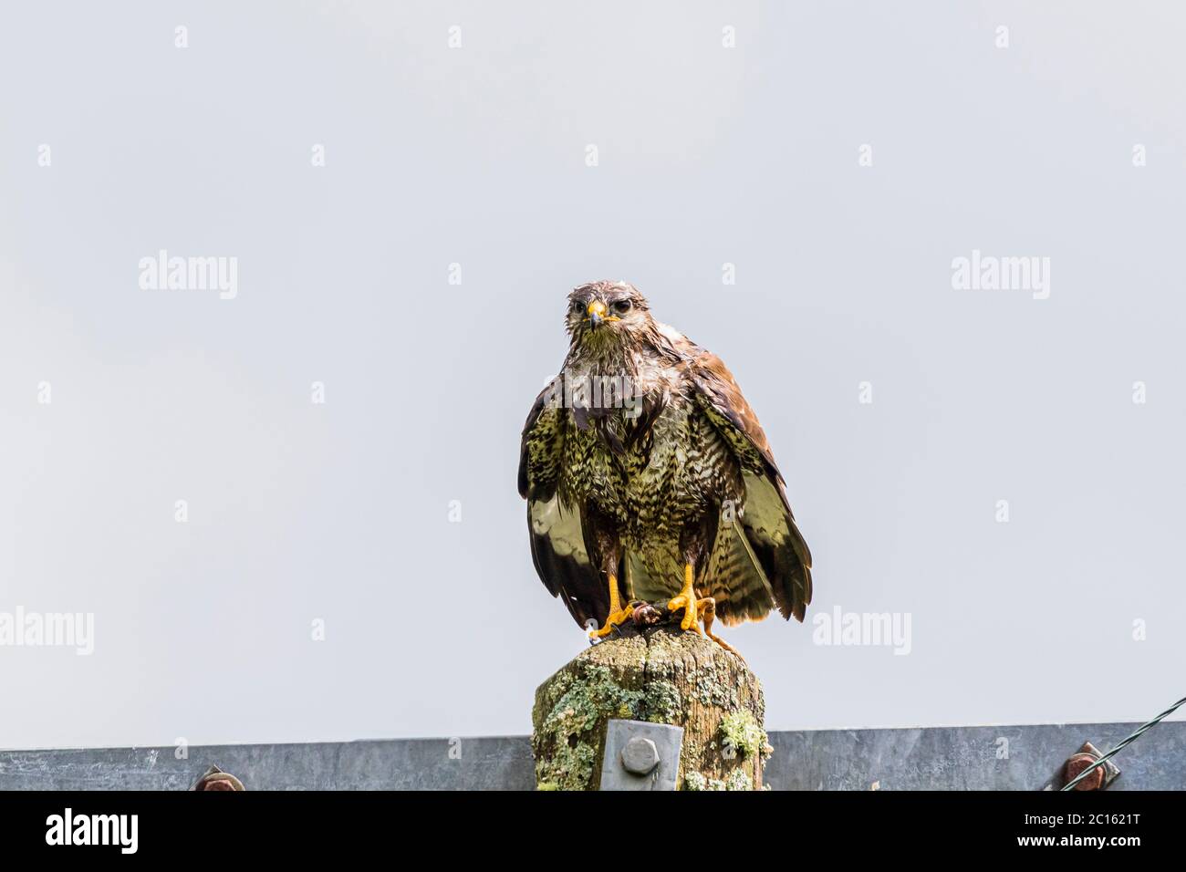 Buzzard (Buteo buteo) nel Galles centrale durante la primavera. Ha catturato e sta mangiando una rana comune. Foto Stock