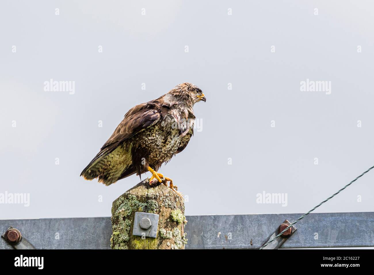 Buzzard (Buteo buteo) nel Galles centrale durante la primavera. Ha catturato e sta mangiando una rana comune. Foto Stock