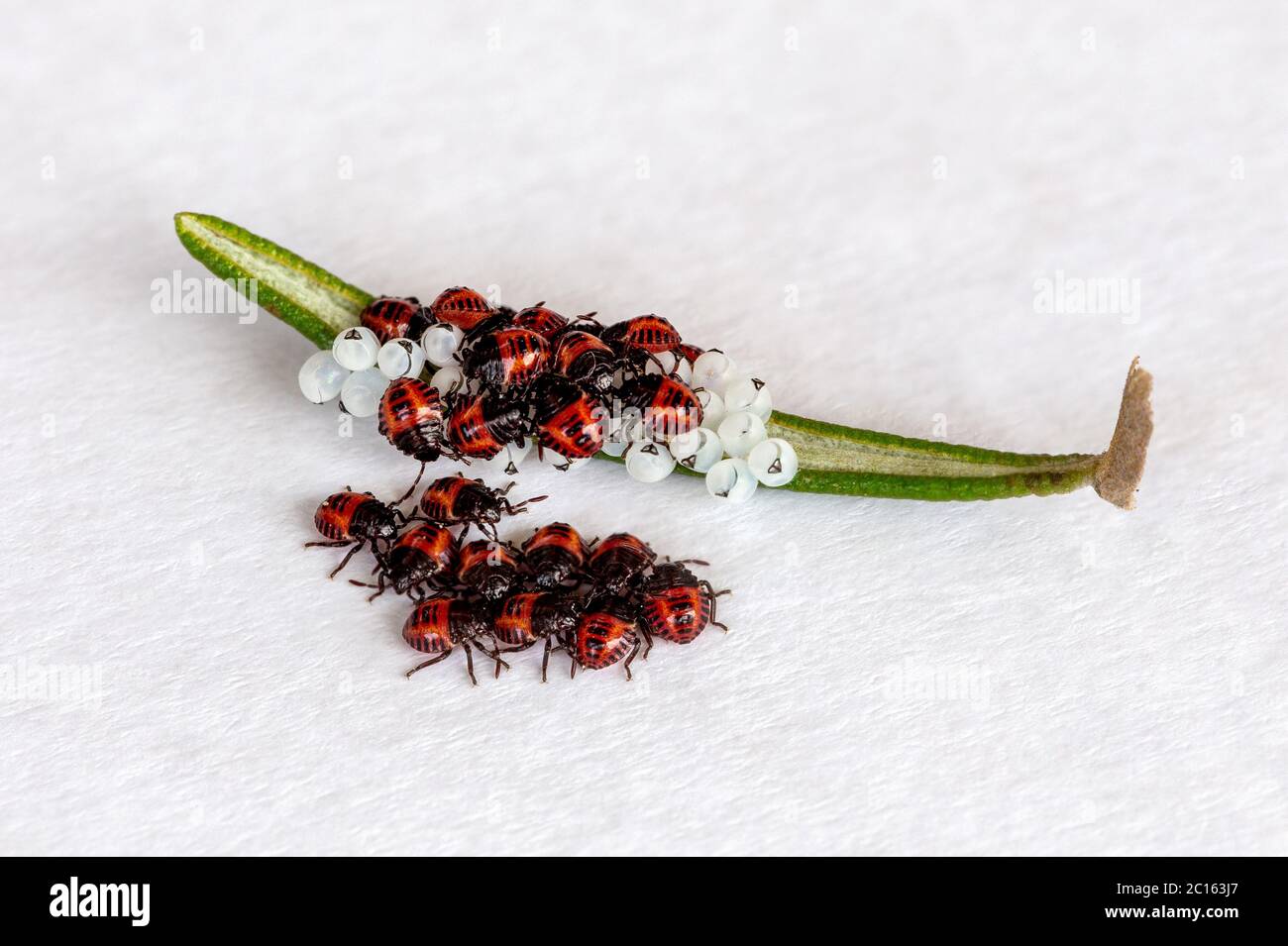 Cova uova e bedbugs neonati (arancio, rosso) (Halyomorfa halys) su una foglia di rosmarino. Insetto nativo asiatico orientale. Foto Stock