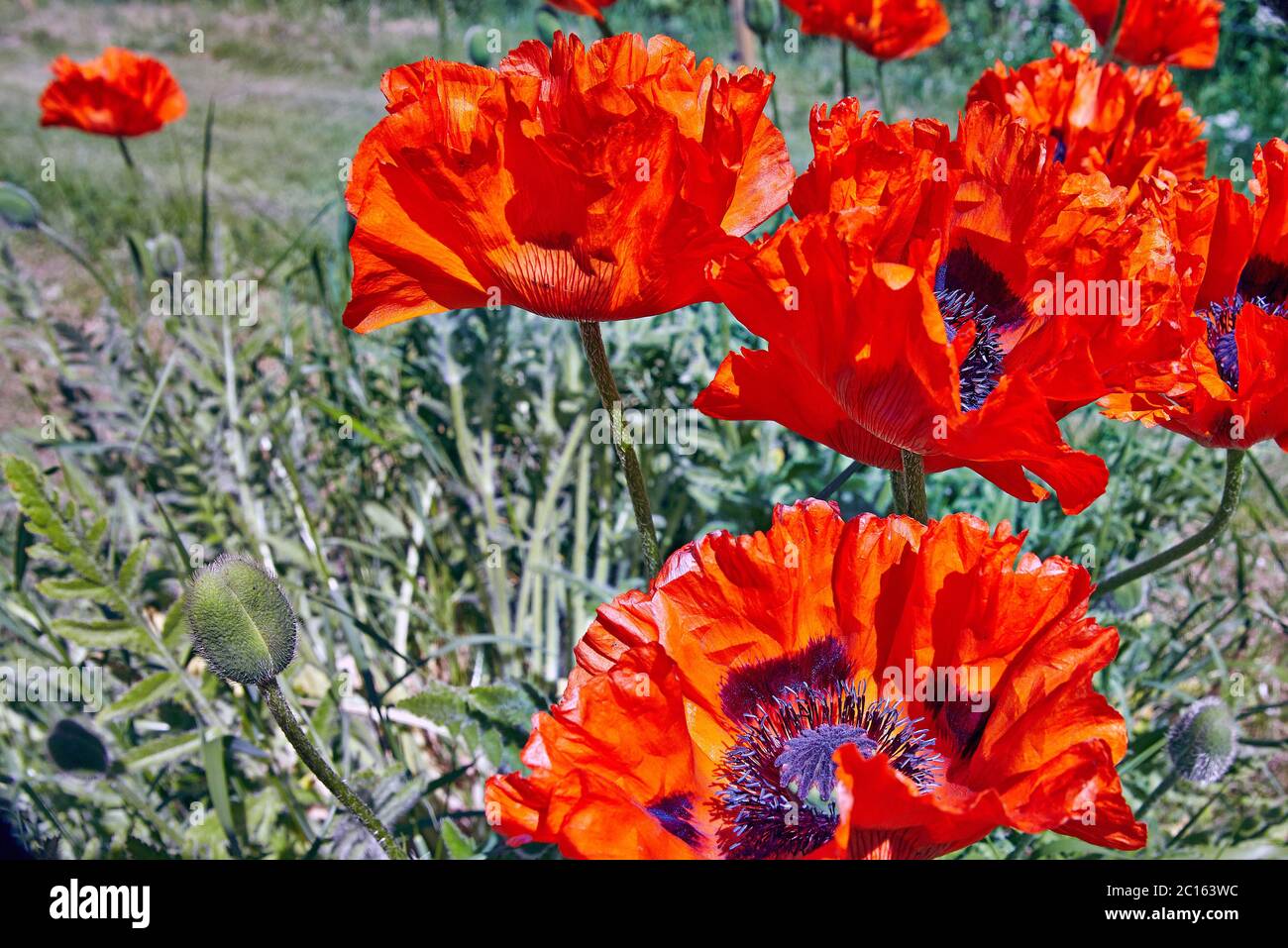 Fioritura rosso arancio Poppy fiorisce in un giardino svedese Foto Stock