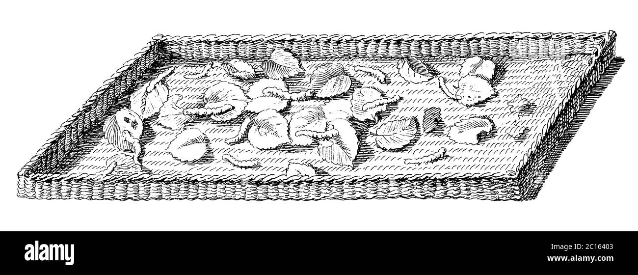 illustrazione del 18 ° secolo di alimentazione e la crescita di bachi da seta. Pubblicato in 'UNA Enciclopedia pittorica Diderot di mestieri e industria. Produzione di un Foto Stock