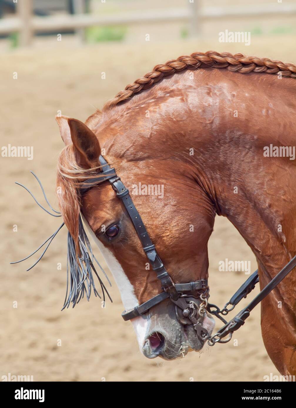 Ritratto di rosso spagnolo cavallo in spostare Foto Stock