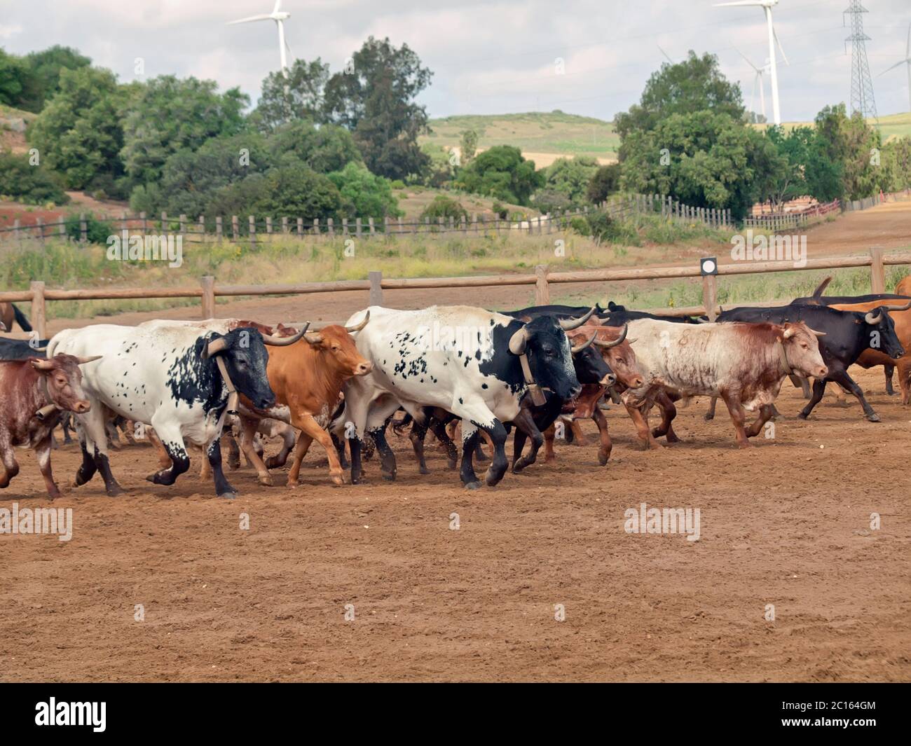 Mandria di vacche con vitelli. Spagna, Andalusia Foto Stock