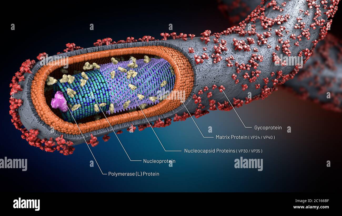 3d illustrazione di una sezione trasversale di un virus di Ebola patogeno con le spiegazioni scientifiche dei componenti Foto Stock