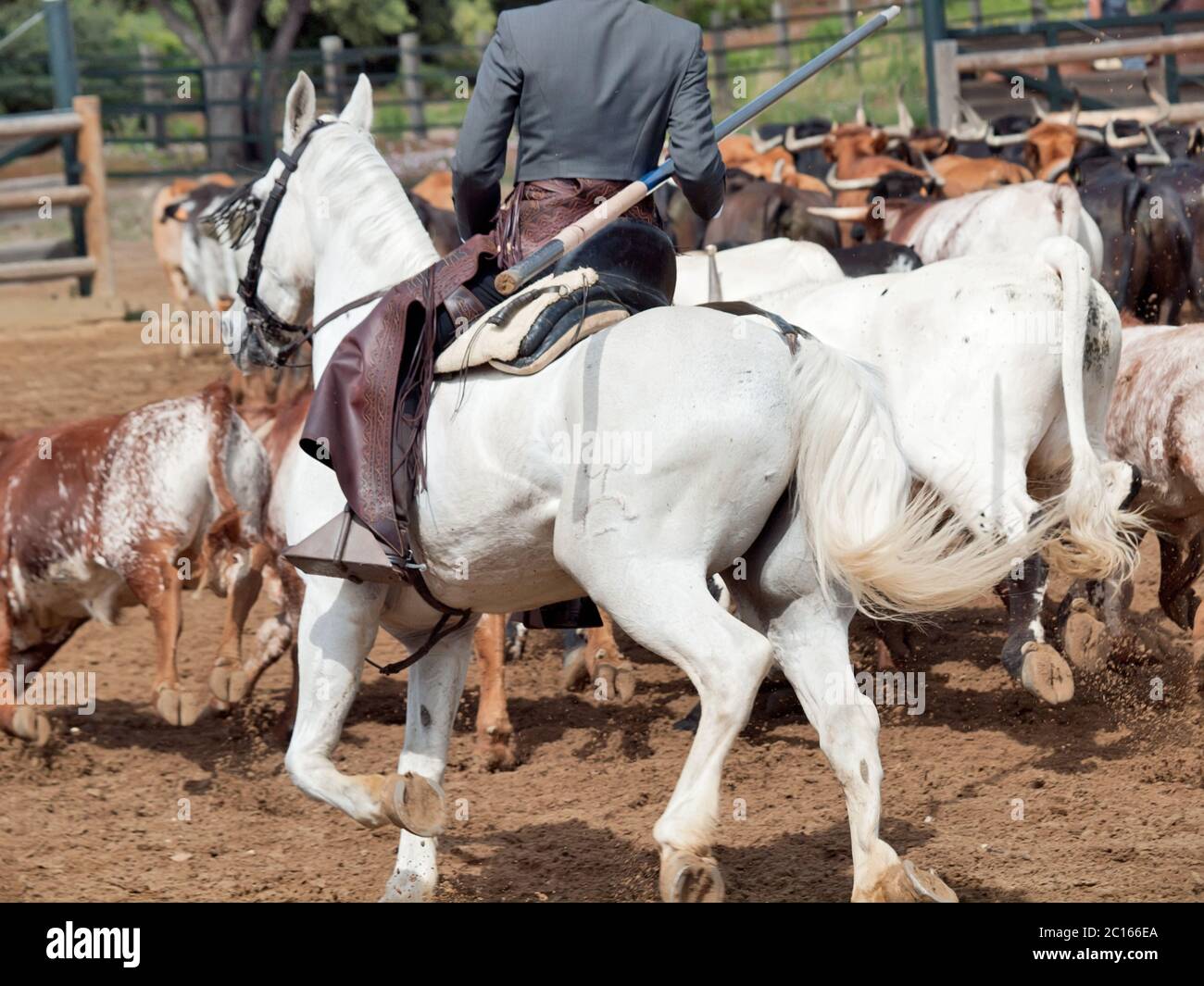 Tradizionale lavoro rurale con mandria di mucche in Andalusia, Spagna Foto Stock