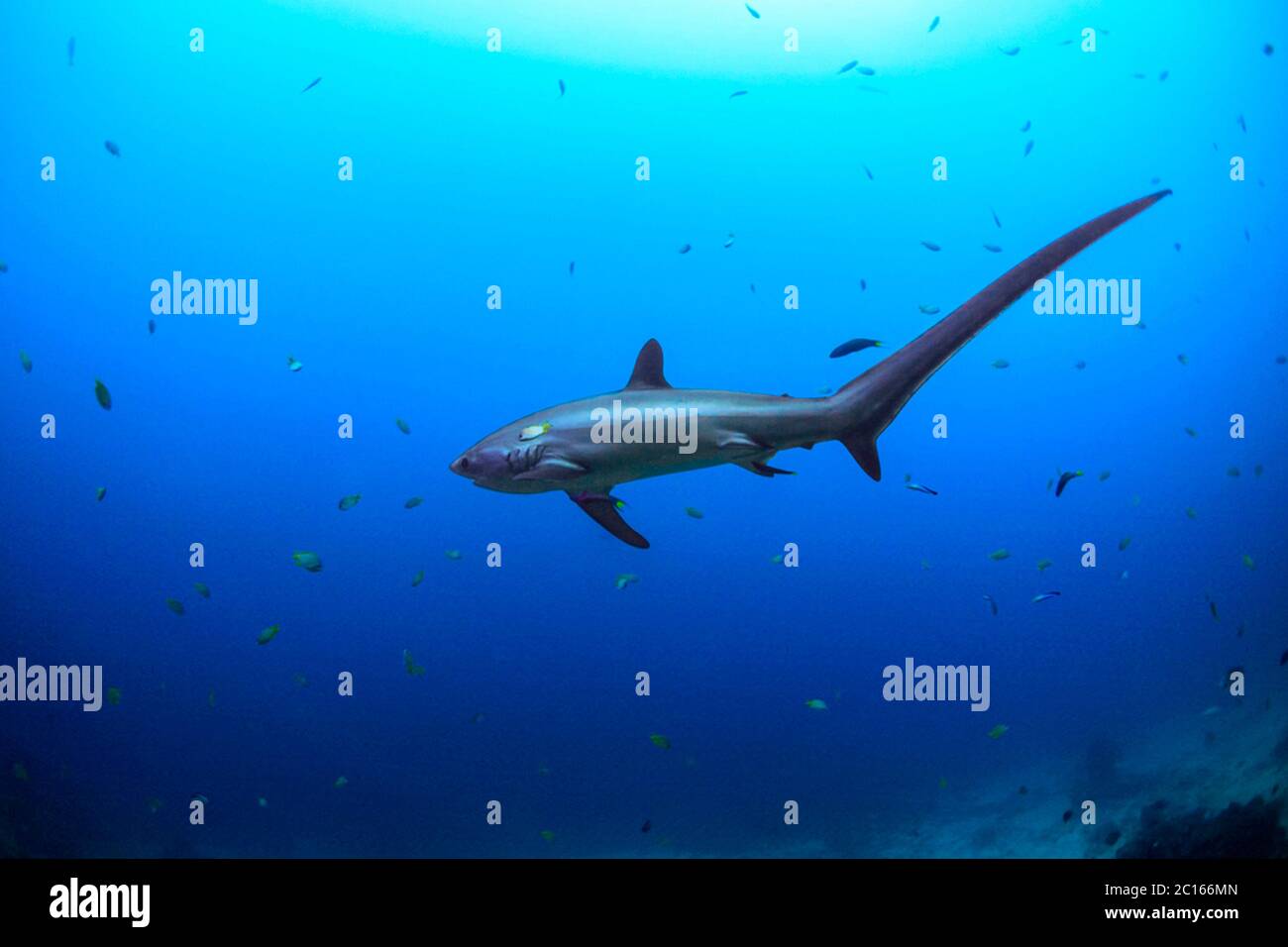 Big Eye Thresher Shark nell'Oceano Blu Foto Stock