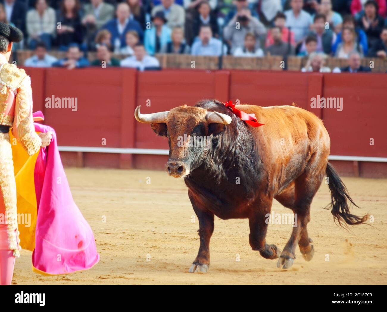 Lotta marrone giovane toro che corre a Matador. Siviglia. Spagna Foto Stock