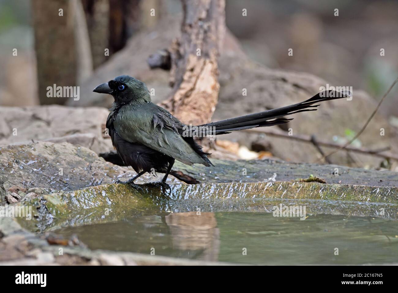 Un Treepie a coda di racchetta (Crypsirina temia) dopo il bagno in una piscina nella foresta in Westiern Thailandia Foto Stock