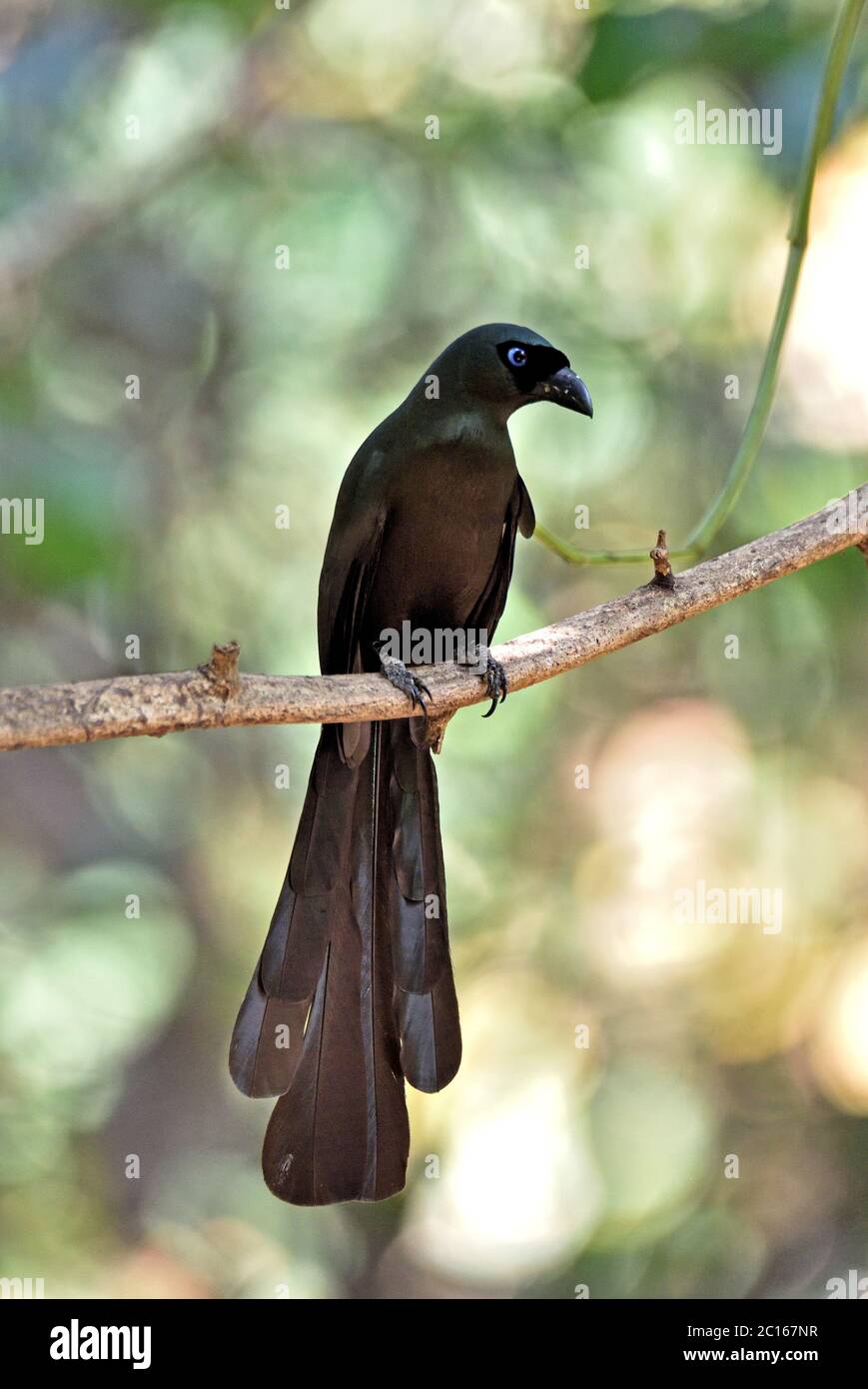 Un Treepie a coda di racchetta (Crypsirina temia) arroccato su un piccolo branchl nella foresta in Westiern Thailandia Foto Stock