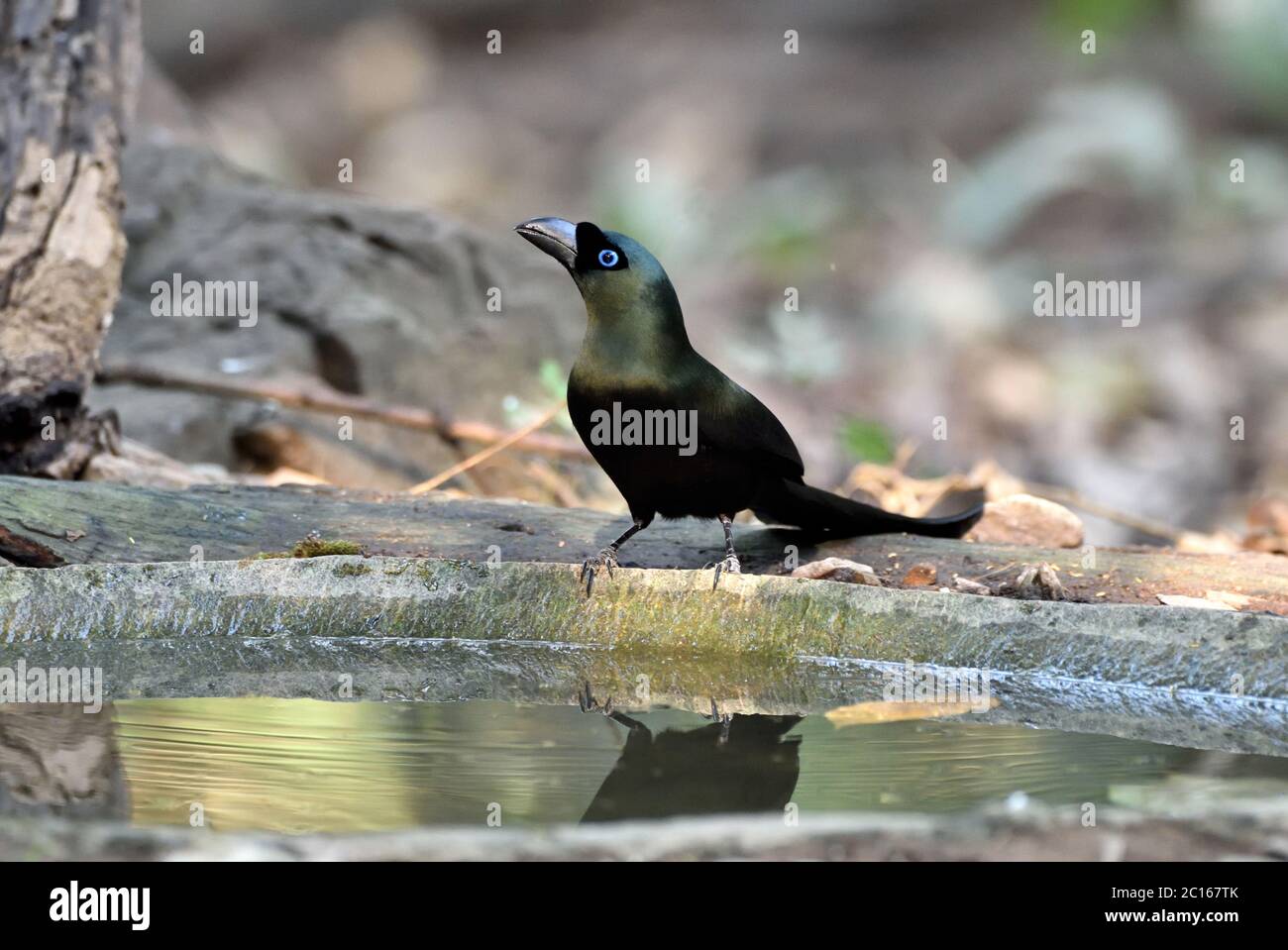 Un Treepie a coda di racchetta (Crypsirina temia) che viene a bere da una piscina nella foresta in Westiern Thailandia Foto Stock