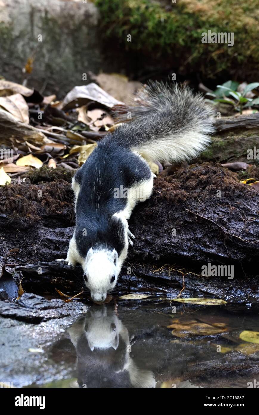 Uno scoiattolo variabile (Callosciurus finlaysonii) che beve da una piscina nella foresta nel nord-est della Thailandia Foto Stock