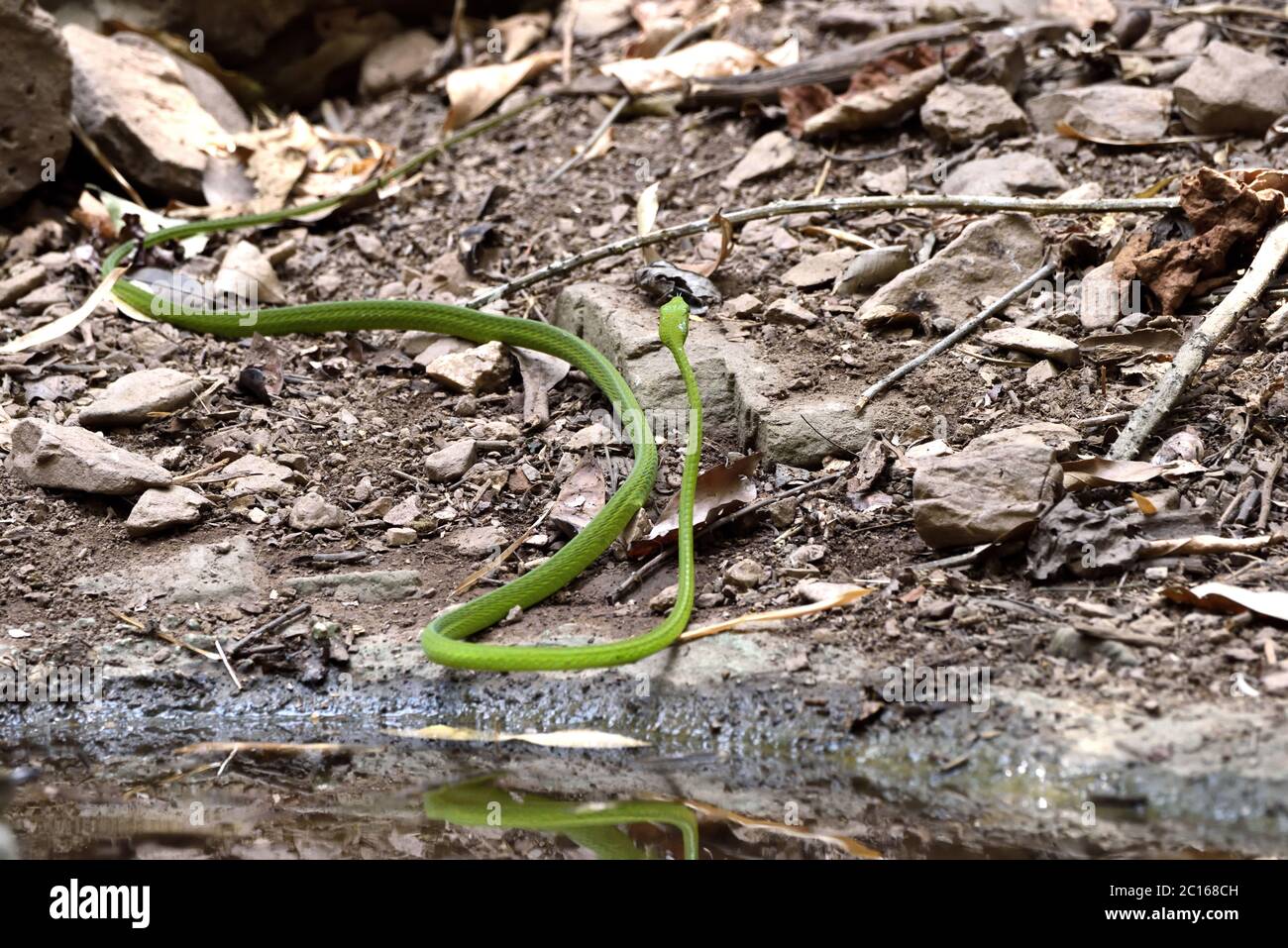 Un grande serpente orientale di frusta (Ahaetulla prasina) che parte dopo aver bevuto da una piscina di foresta nella Thailandia occidentale Foto Stock