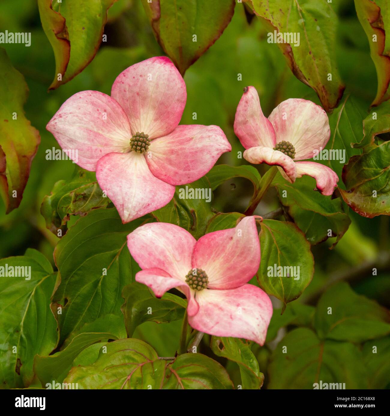 Fiori rosa graziosi su un cespuglio di giardino, Cornus kousa Miss Satomi Foto Stock