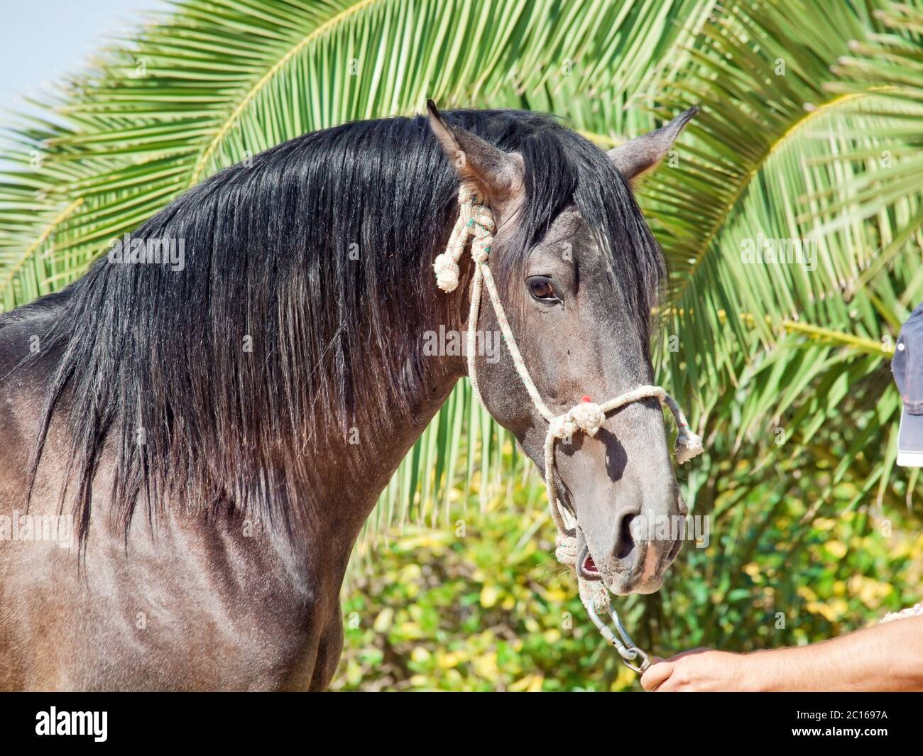 Ritratto di splendido stallone grigio andaluso. Spagna Foto Stock