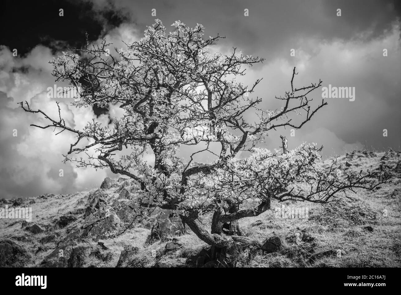 Immagine a infrarossi di un albero di spina Foto Stock