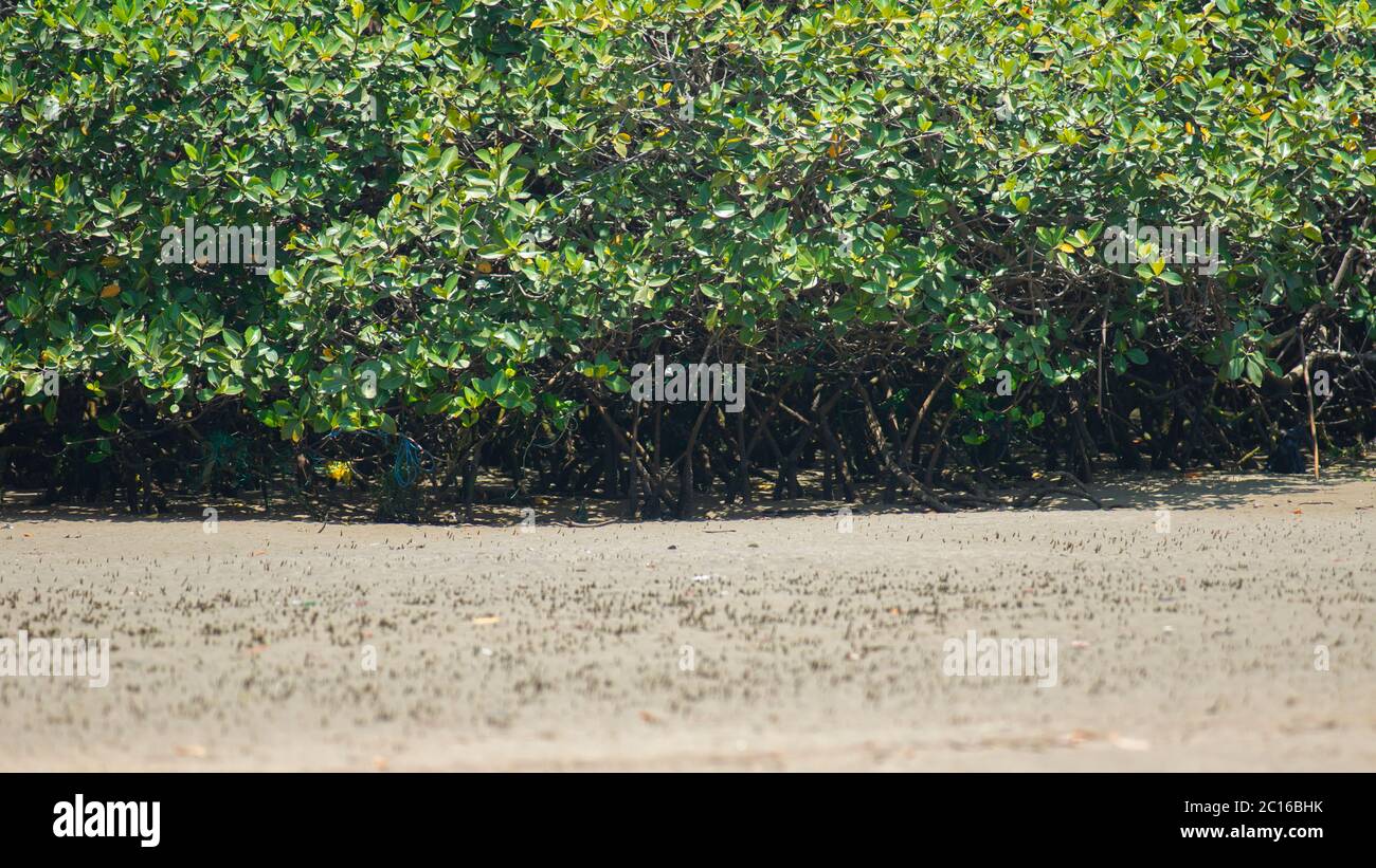 Approccio a una foresta di mangrovie nere vicino al fiume con bassa marea in una giornata di sole. Nome scientifico: Germinani Avicennia Foto Stock