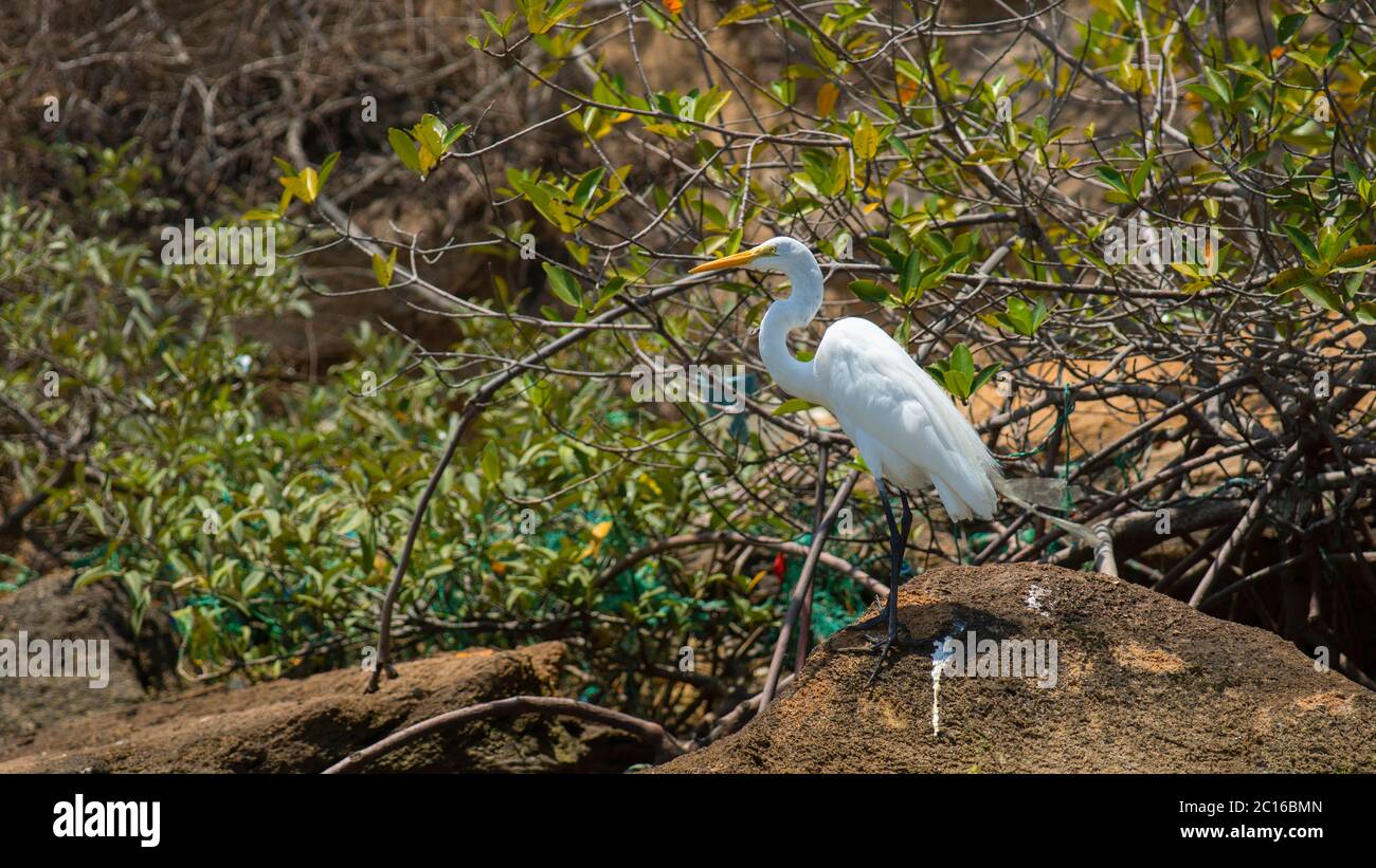 Cocoi (bianco-collo) airone in piedi su una pietra con la foresta nera di mangrovie sullo sfondo. Nome comune: garzón cocoi, garza Nome scientifico reale: AR Foto Stock