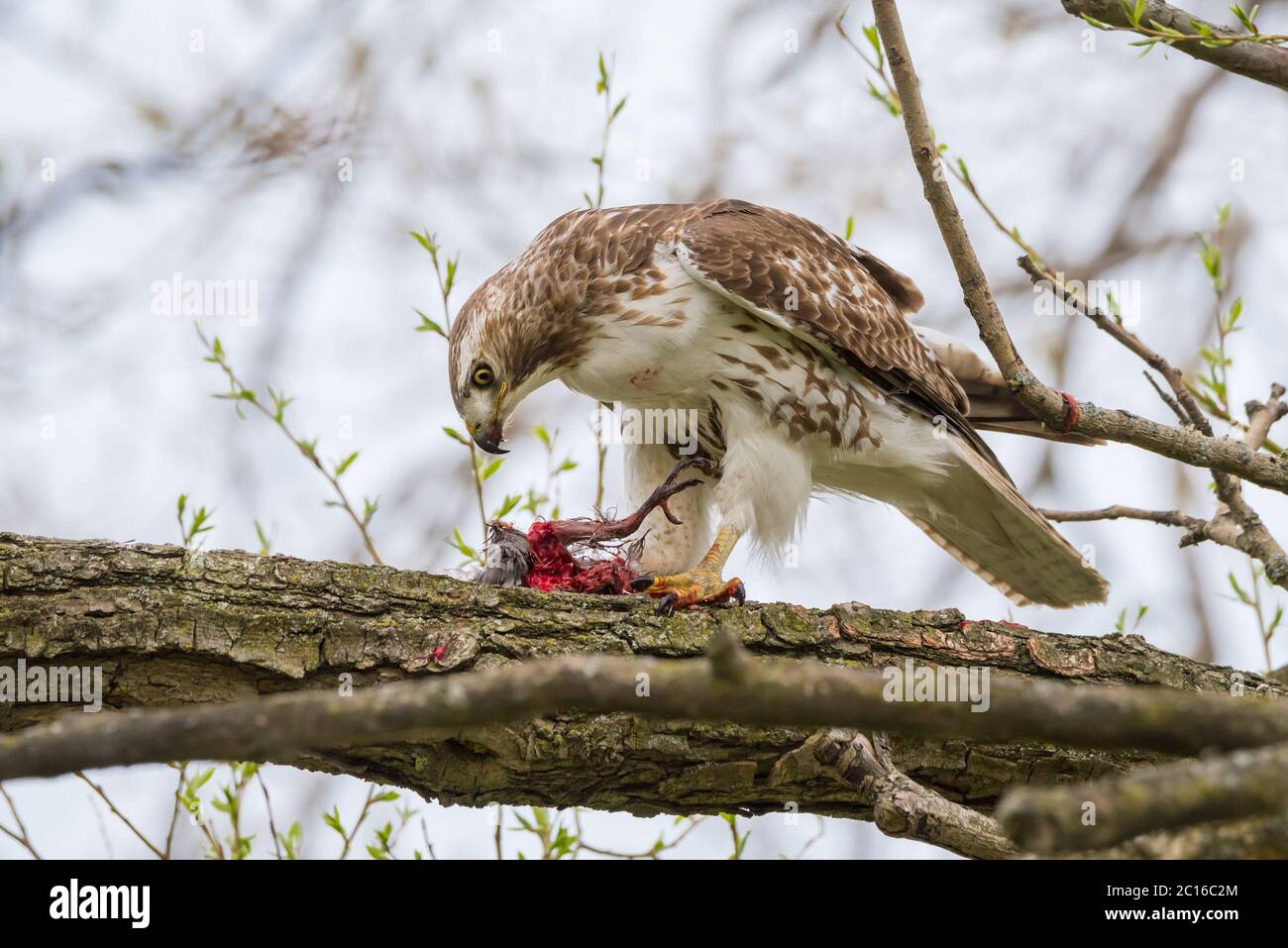 Un Hawk dalla coda rossa fa un pasto ad un Robin americano all'Ashbridge Bay Park a Toronto, Ontario. Foto Stock