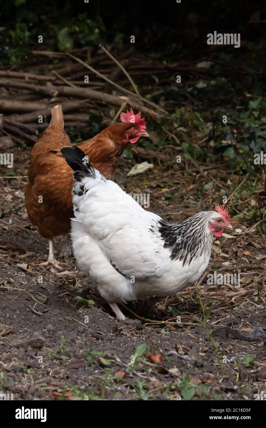 Gamma leggera di pollo ibrido Sussex e Brown nel giardino posteriore. Isole britanniche Foto Stock