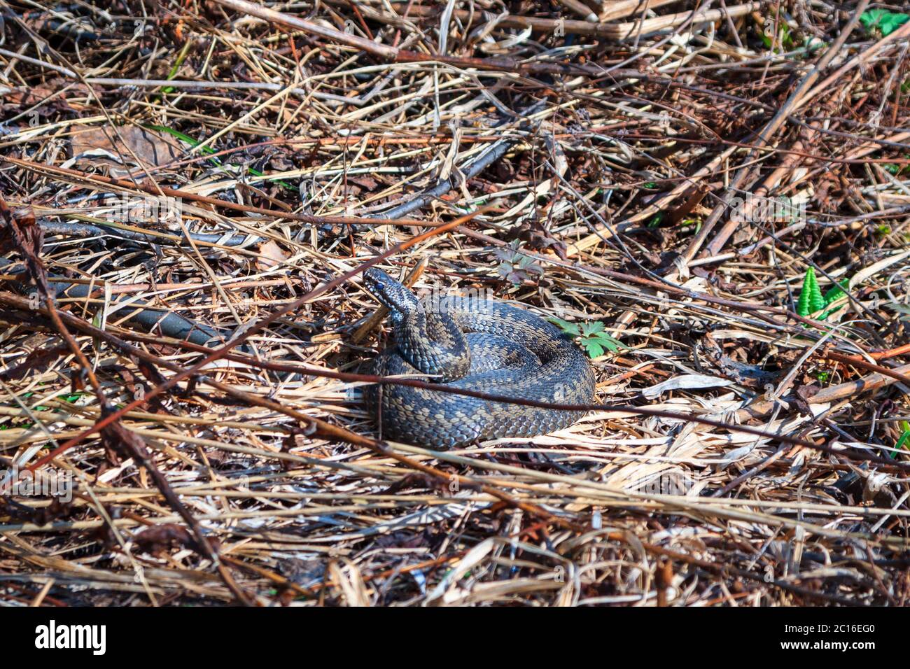 il serpente viper (Vipera berus) su erba secca si sveglia dopo l'inverno sotto i raggi caldi del sole Foto Stock
