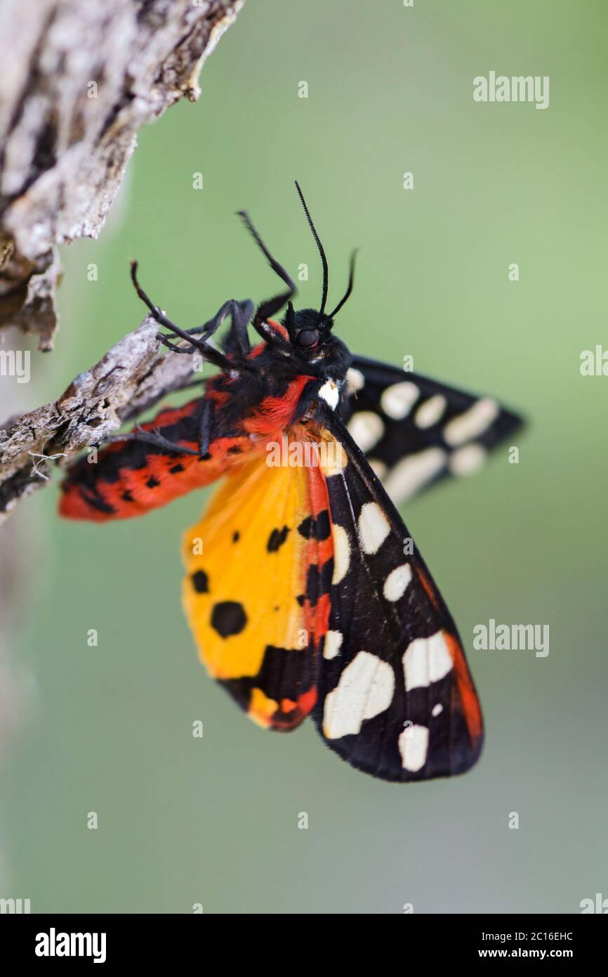 Crema-spot Tiger - Arctia villica, bella falena colorata da boschi e prati europei, isola di Pag, Croazia. Foto Stock