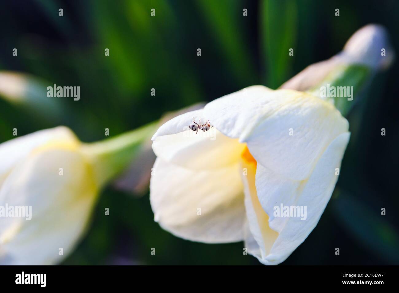 primo piano formica nera su un petalo bianco di narciso fiore Foto Stock