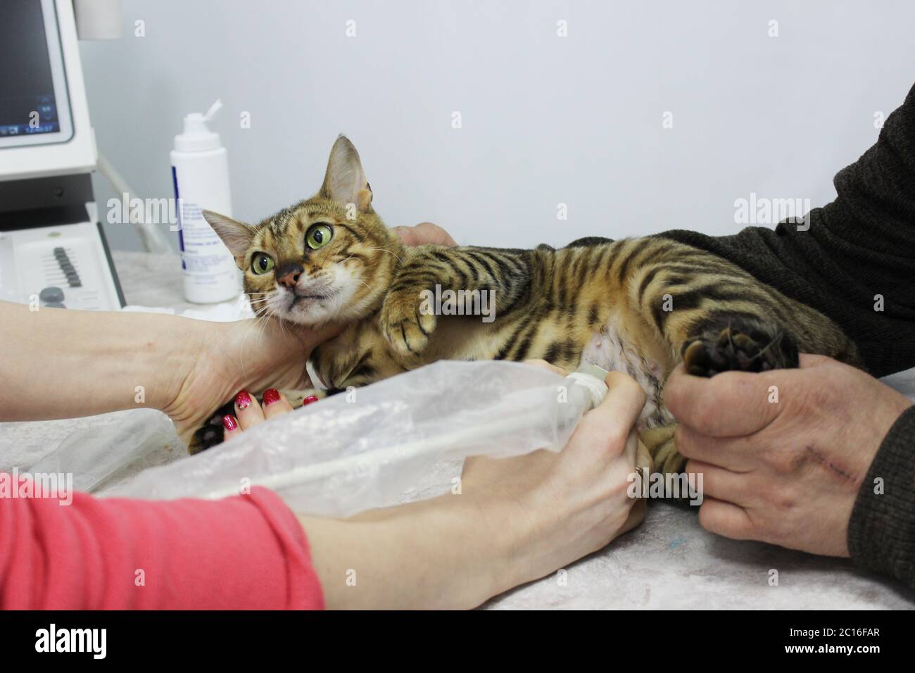 Un toyger di gatto di purosangue incinta dal terreno di allevamento sull'ultrasonografia dell'utero in una clinica veterinaria Foto Stock