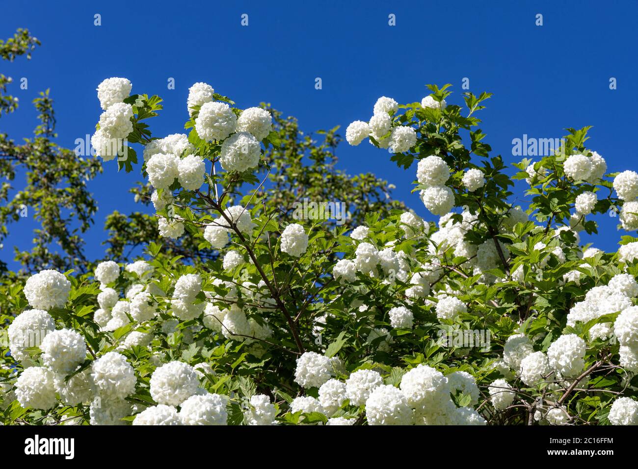 Fiori bianchi di albero di palla di neve (Opulus di Viburnum) contro cielo blu chiaro, anche conosciuto come rosa di guelder, anziano d'acqua, corteccia di crampi, cespuglio europeo di mirtillo Foto Stock