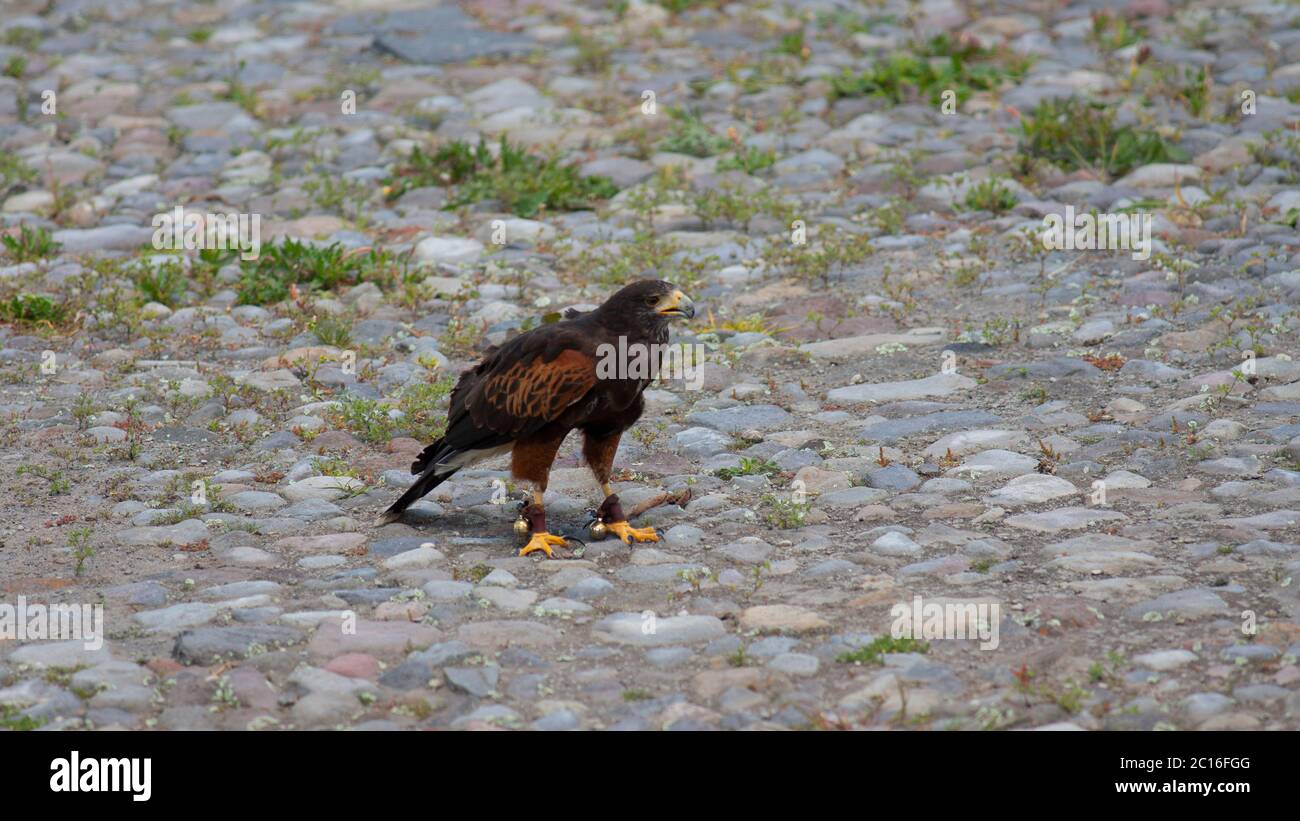 Harris´s Hawk in piedi su un pavimento di pietra. Nome scientifico: Parabuteo unicinctus Foto Stock