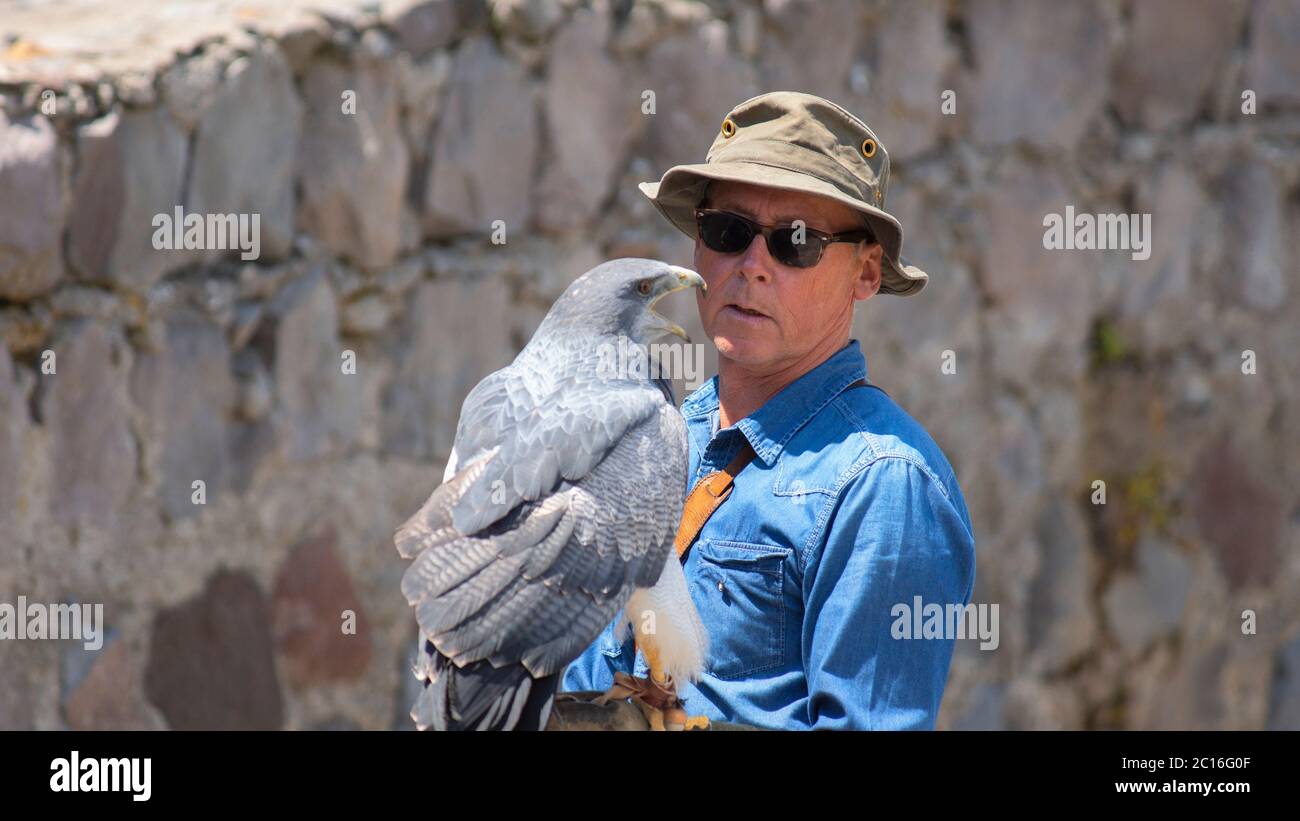 Curyloma, Imbabura / Ecuador - Gennaio 27 2019: Buzzard-Eagle in piedi con il becco aperto sulla mano con guanto in pelle del trainer Foto Stock