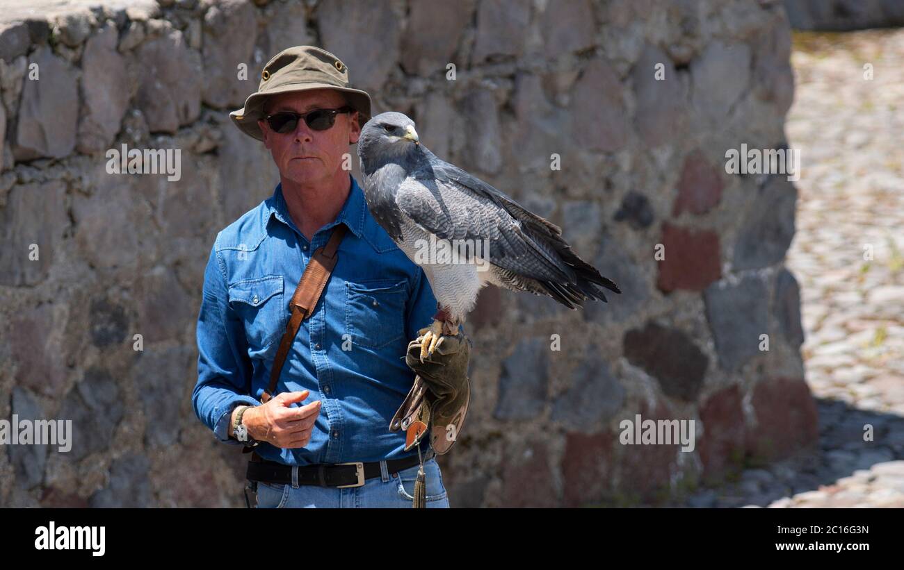 Curyloma, Imbabura / Ecuador - Gennaio 27 2019: Buzzard-Eagle in piedi nero sulla mano con guanto in pelle del trainer di falconeria. Scient Foto Stock