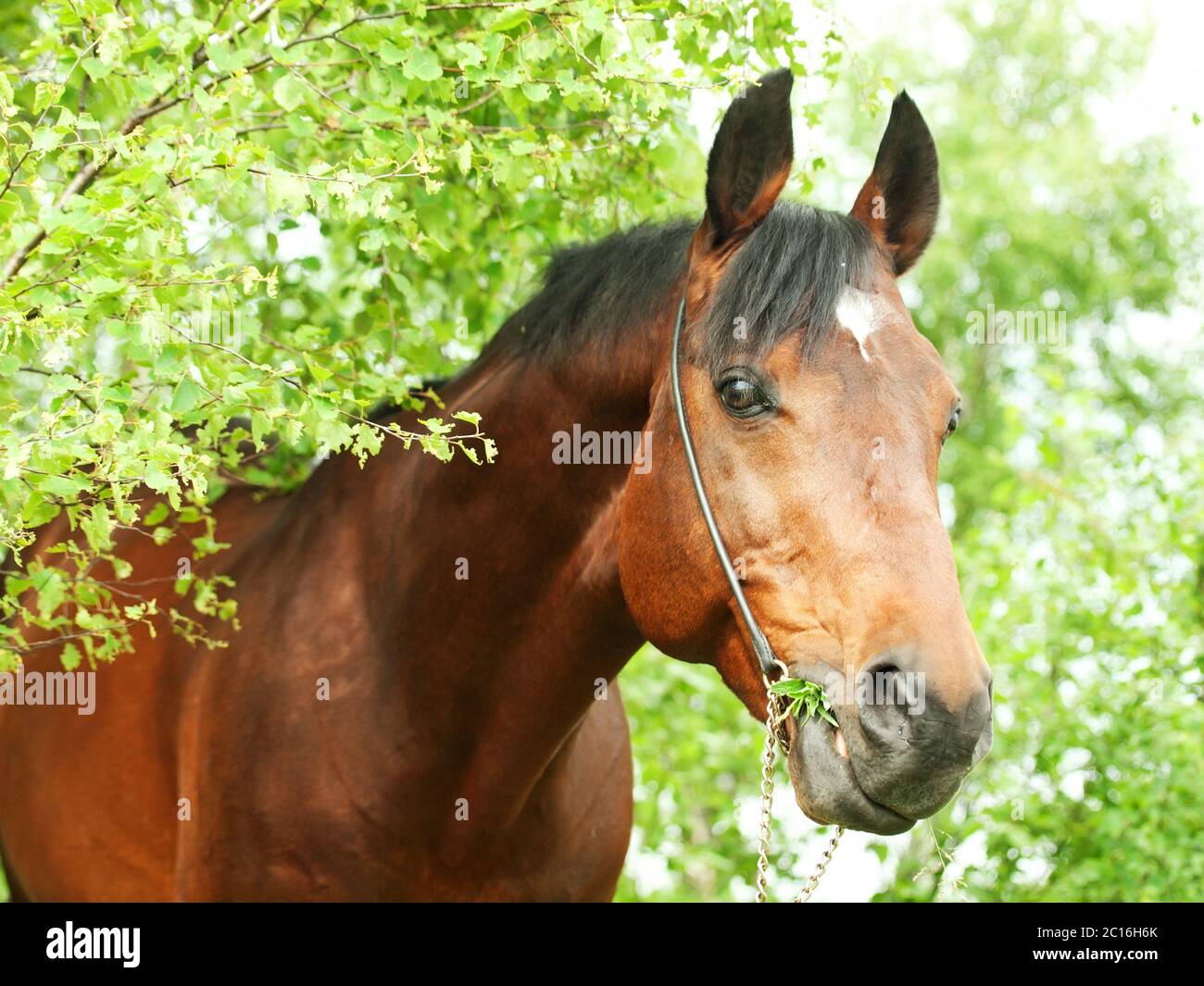 Splendido stallone di Trakehner nella foresta di betulla Foto Stock