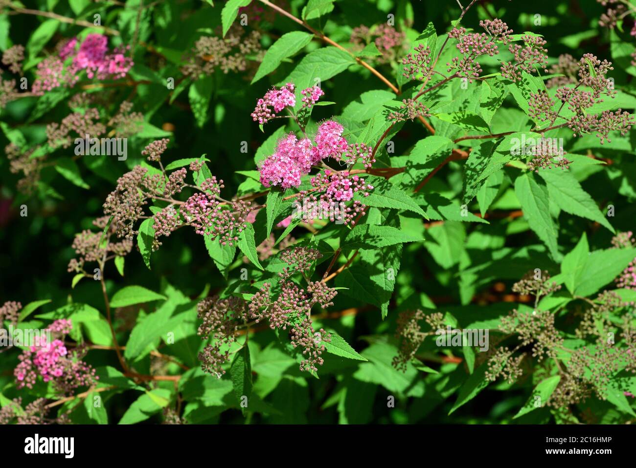 Dolce di arapidi giapponese, spiraea giapponese, Spiersträucher, Spiraea japonica, japán gyöngyvessző Foto Stock