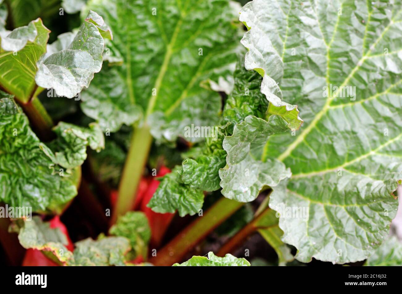 Rabarbaro che cresce sul closeup fiorito Foto Stock