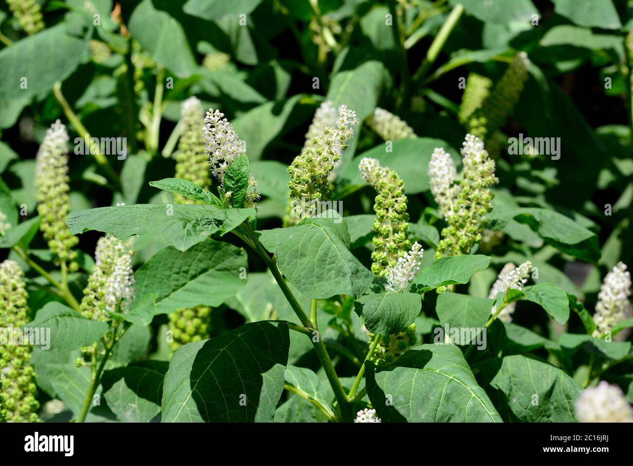 Pokeweed, pokeweed, poke sallet, dragonaces, Indische Kermesbeere, Phytolacca acinosa, kínai alkörmös Foto Stock