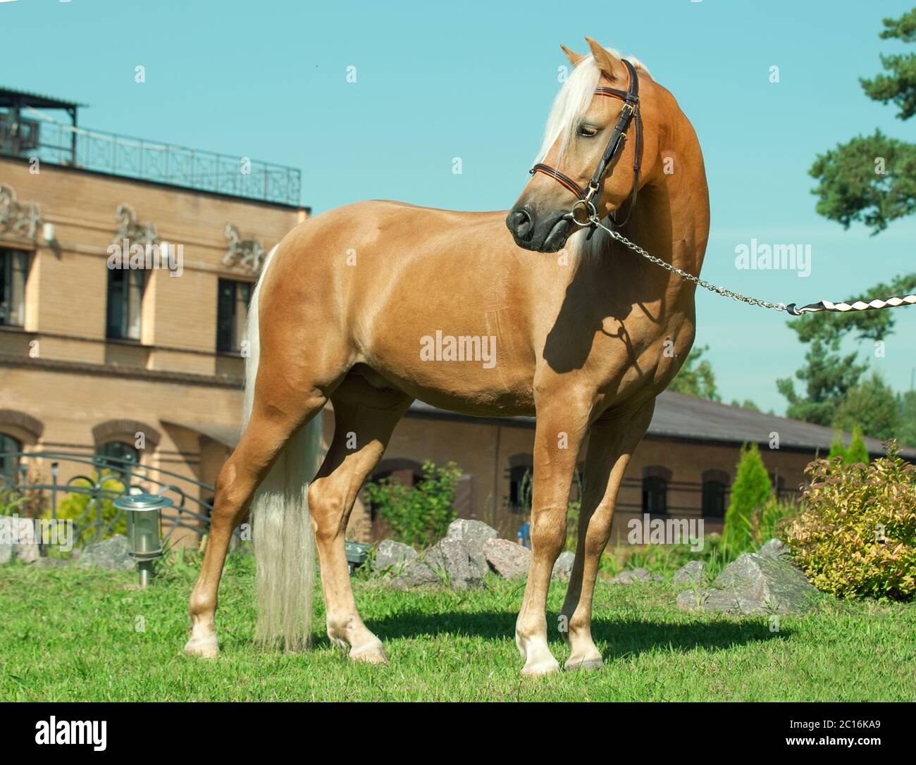 Palomino Pony Welsh Foto Stock