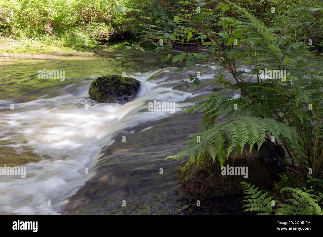 Vista panoramica del torrente che scorre rapidamente con rocce ricoperte di muschio, foresta pluviale nella British Columbia, Canada, nella zona di Vancouver. Foto Stock