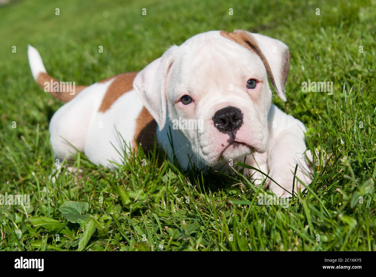 Cane cucciolo bianco americano Bulldog sulla natura Foto Stock