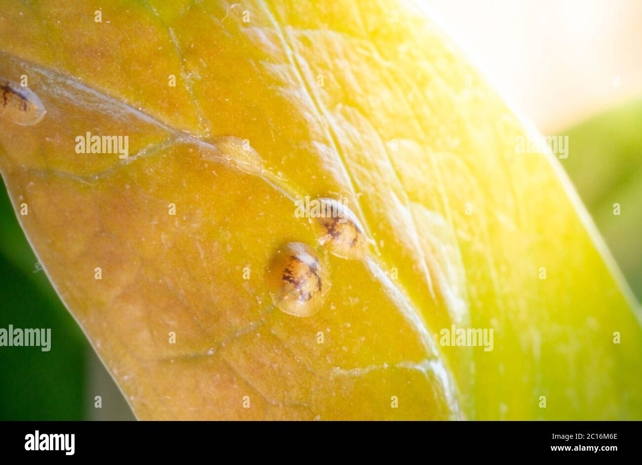 Macrofotografia di insetti di Diaspididae su vaso fogliare. Insetti di scala armati a piante domestiche. Insetti succhiare pianta. Infestato. Foto Stock
