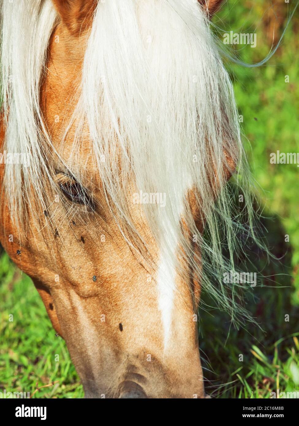 ritratto di pony gallese al pascolo Foto Stock