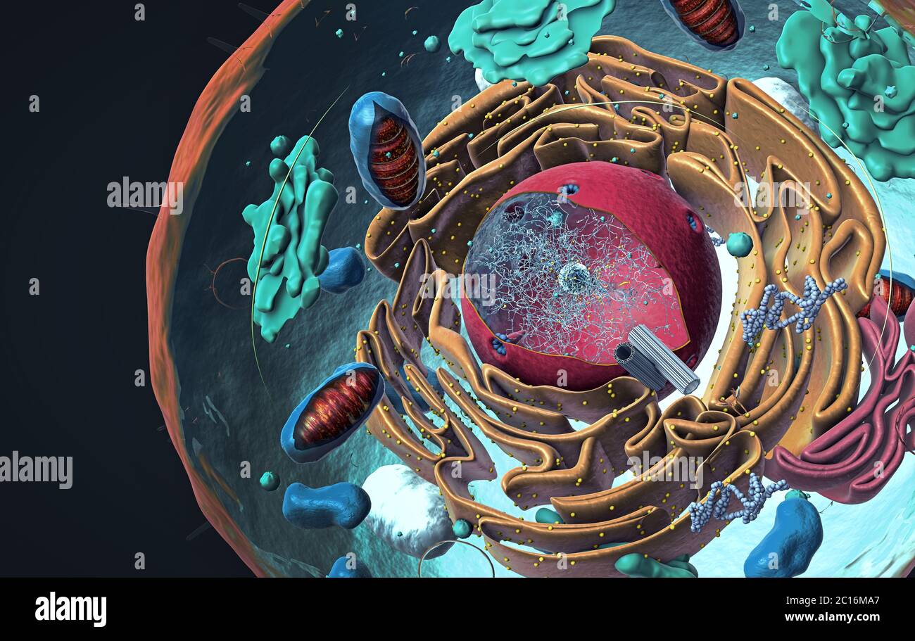 Componenti di cellule eucariotiche, nuclei e organelli e membrana plasmatica - illustrazione 3d Foto Stock