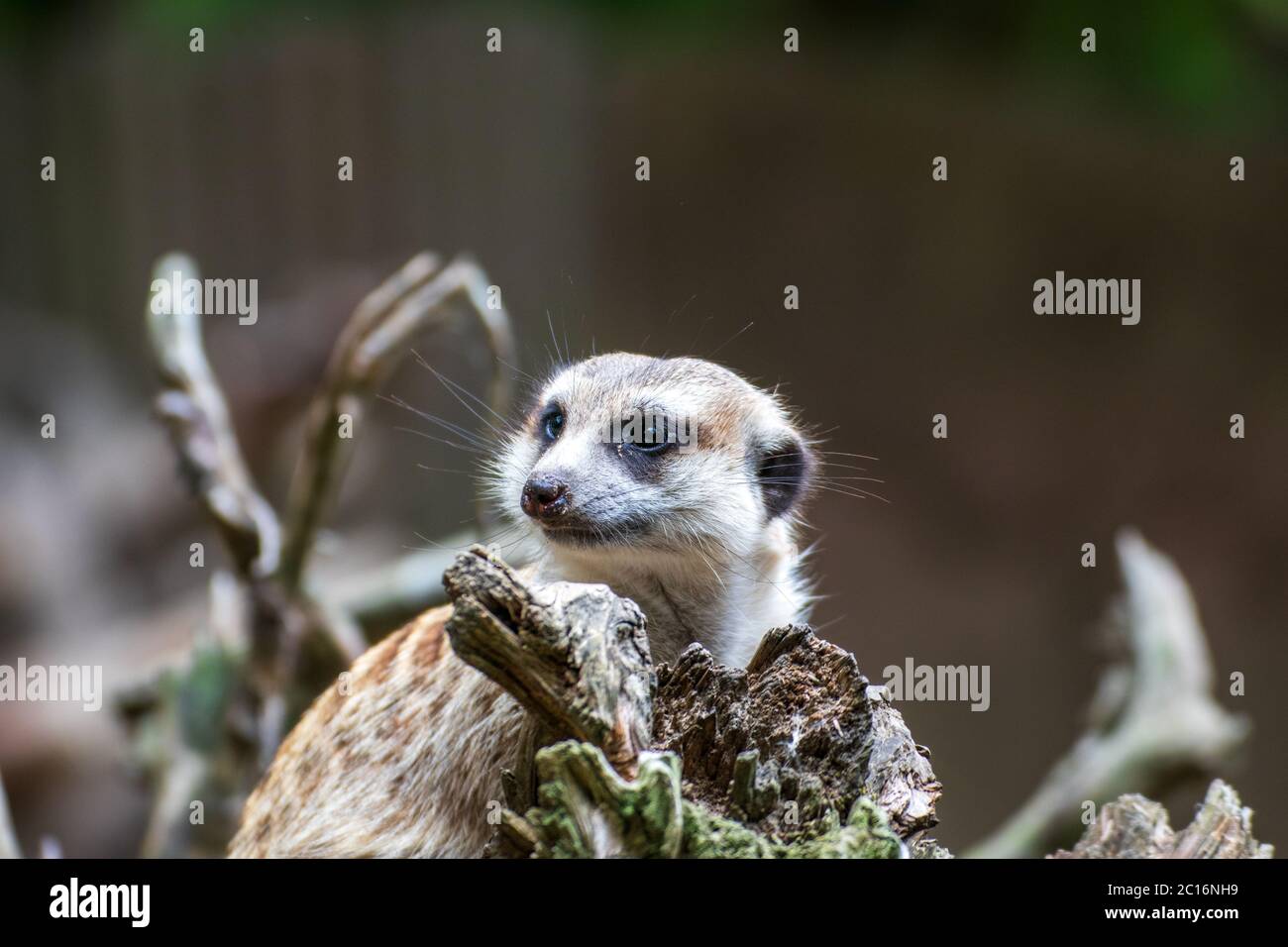 Primo piano di un maerkat in un parco di animali in Germania Foto Stock