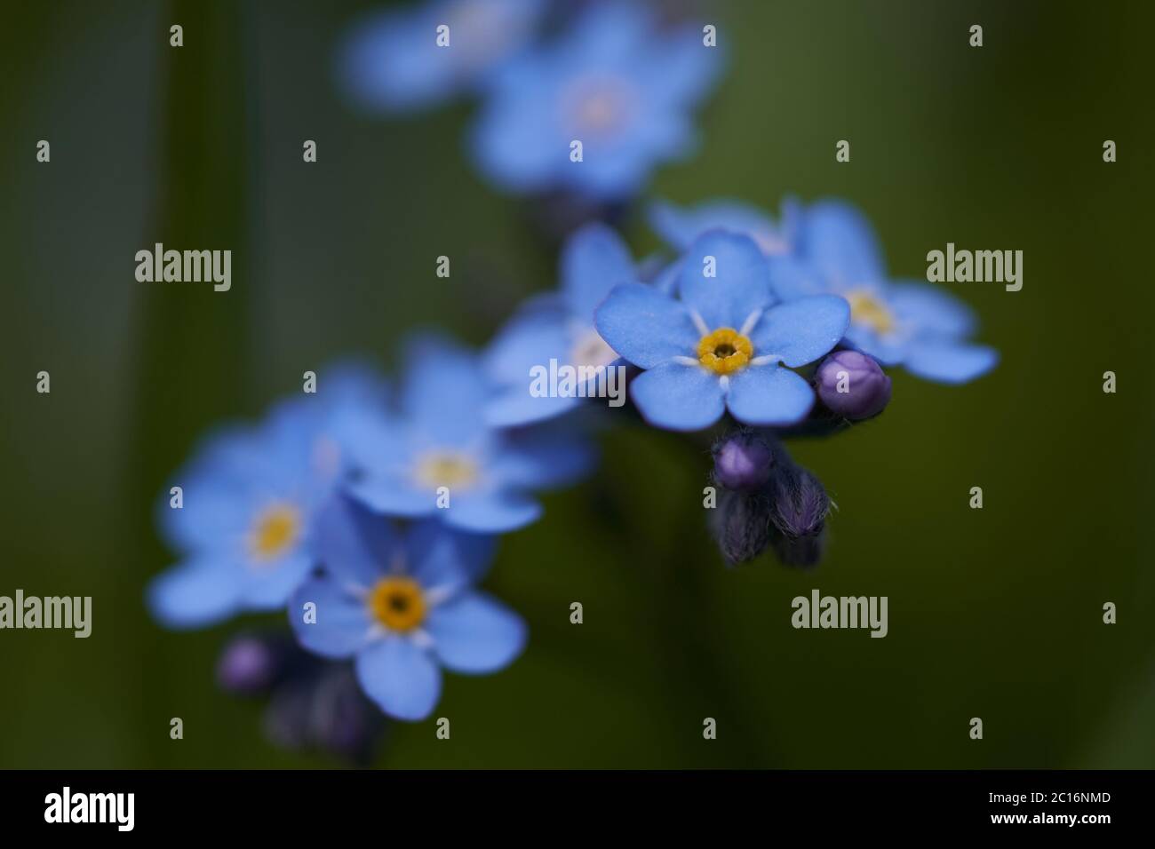 Myosotis Alpi Svizzera famiglia Boraginaceae mi dimenticano i nots o le erbe di scorpione Foto Stock