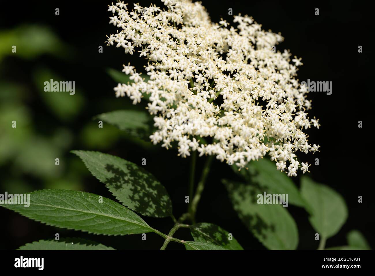 Sambuco (Sambucus nigra), sambuco, Regno Unito Foto Stock
